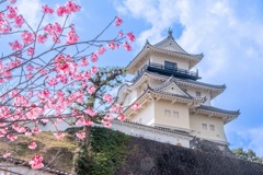 掛川城の春（７）