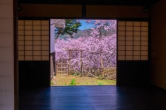 高遠の春（３）