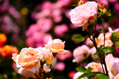 中野市バラ祭り（３）