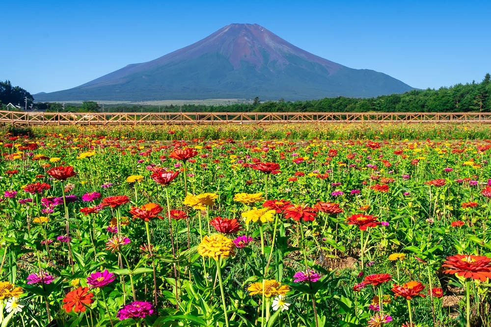 夏の山中湖（３）