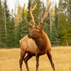 カナダの動物たち（20）