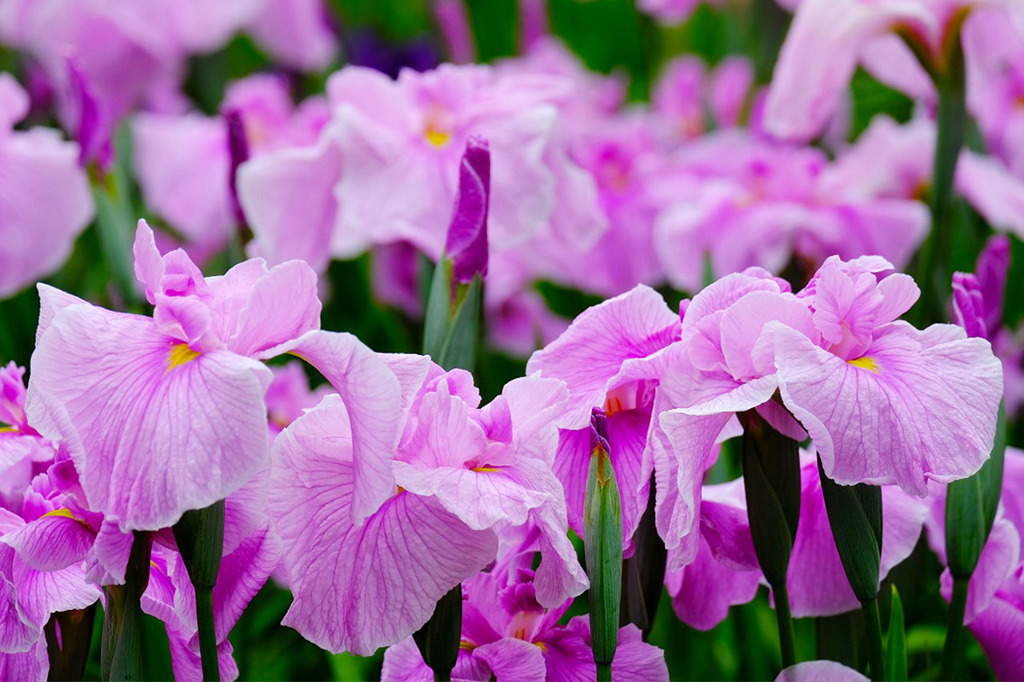 加茂荘花鳥園（19）