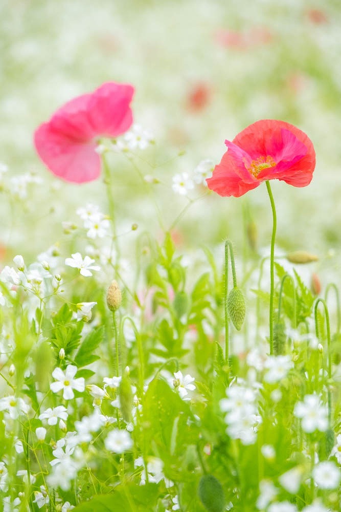 花の都公園（４）