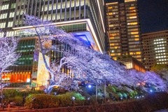 2020年東京の春（35）