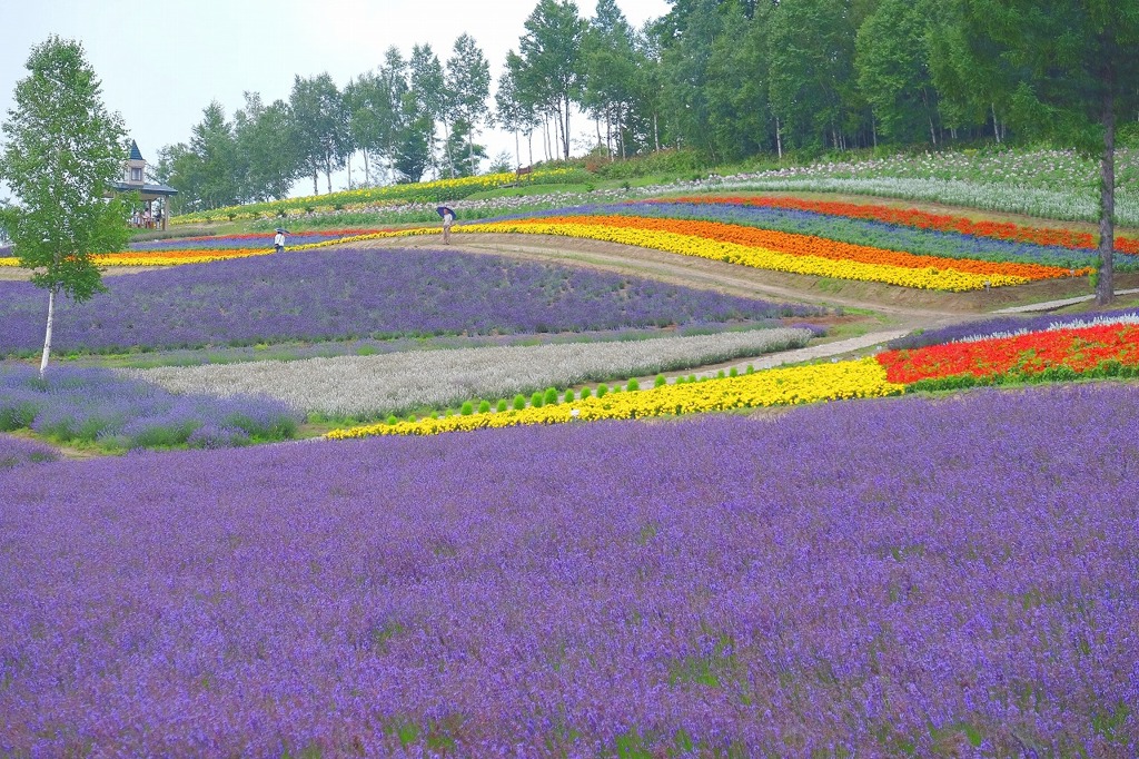 富良野（６）