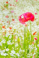 花の都公園（７）