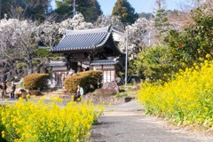 春の十輪寺（１）