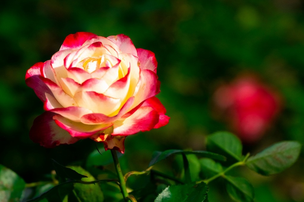 島田ばらの丘公園（１）