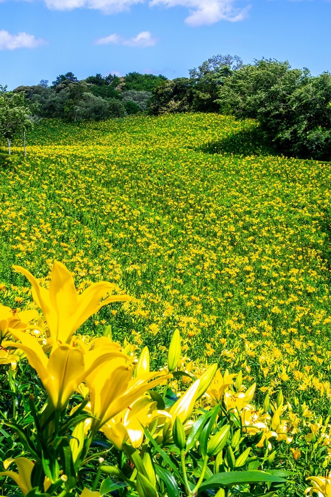 可睡ユリの園（７）