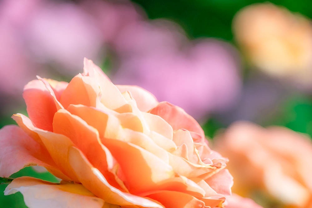 島田ばらの丘公園（４）