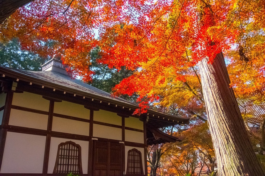 秋の京都（16）