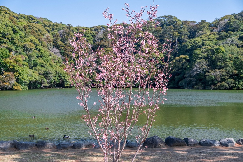 春の桜が池（４）