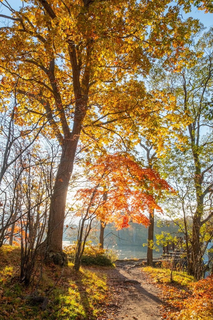 朝の大沼国定公園（６）
