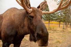 カナダの動物たち（３）