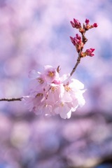 高遠の春（13）