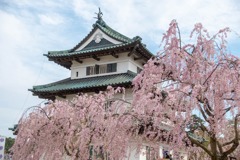 弘前城と桜（１）