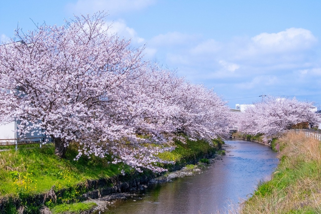 小川の桜（６）