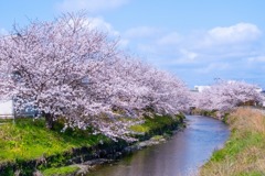 小川の桜（６）