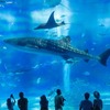 美ら海水族館（５）