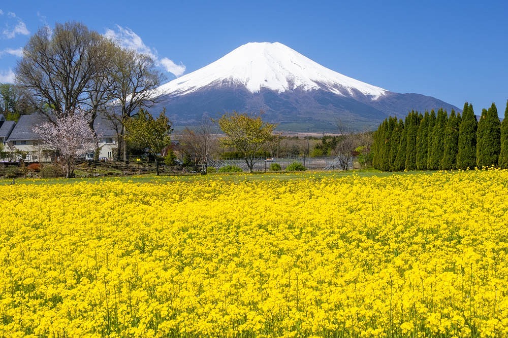 山中湖のゴールデンウィーク（３）