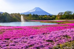 富士山桜芝桜まつり（５）