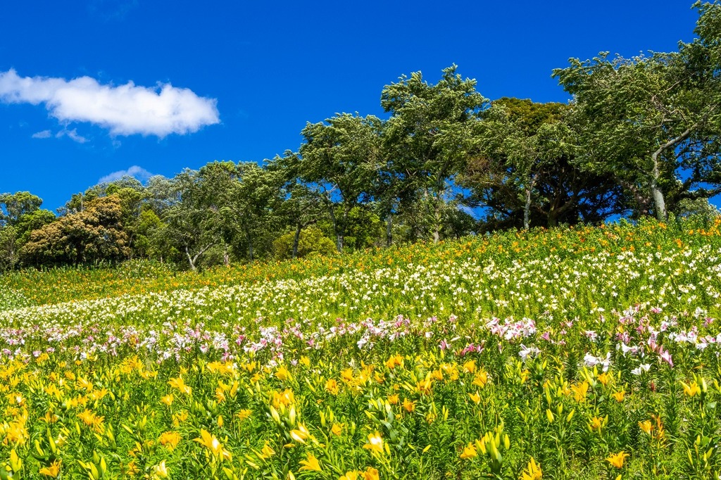 可睡ユリの園（６）