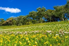 可睡ユリの園（６）