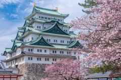 名古屋城桜まつり（３）