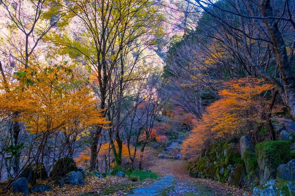 12月の高知（30）
