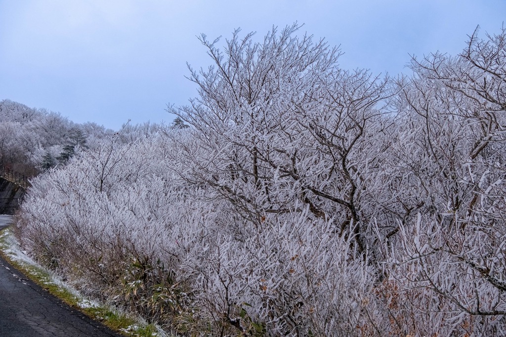 12月の高知（38）