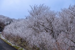 12月の高知（38）