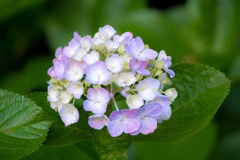 大鐘家の紫陽花（５）