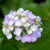 大鐘家の紫陽花（５）