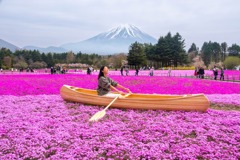 富士山芝桜（３）