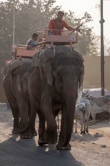 インド（５）