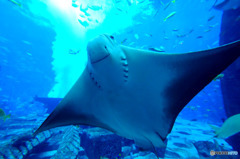 水族館の中３