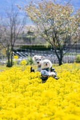 山中湖のゴールデンウィーク（５）