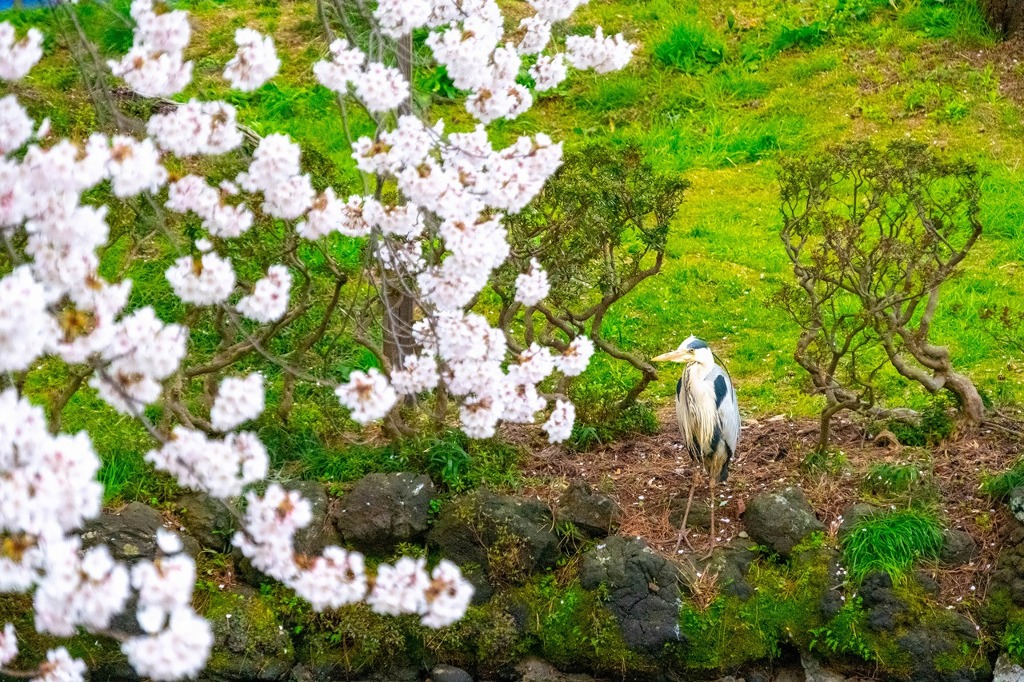 高田城と桜（４）