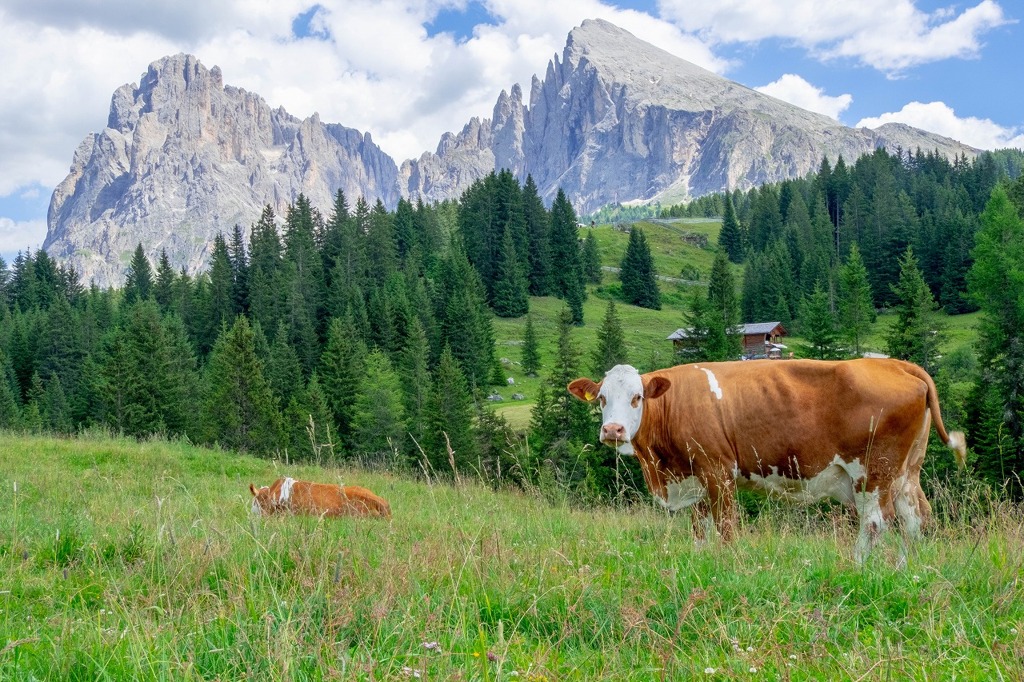 アルぺ・デ・シウジ（６）