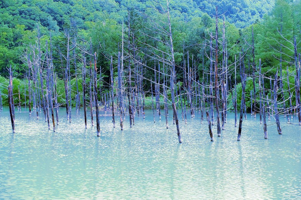 青い池