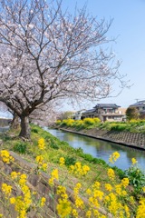 近所の春（３）