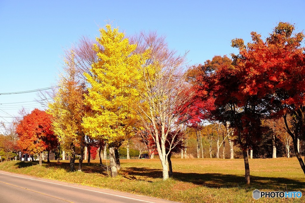 山中湖の紅葉９