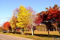 山中湖の紅葉９