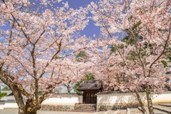 京都の春（17）