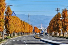 紅葉の並木道