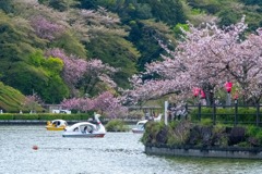 蓮華寺池公園（９）