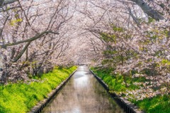 桜のトンネル（１）