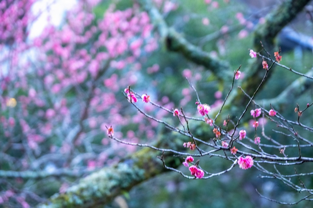 箱根の春（２）