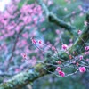 箱根の春（２）