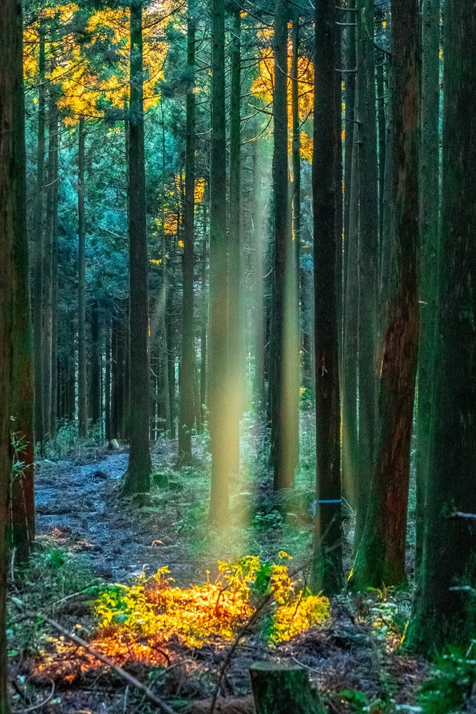 箱根の夜明け（５）